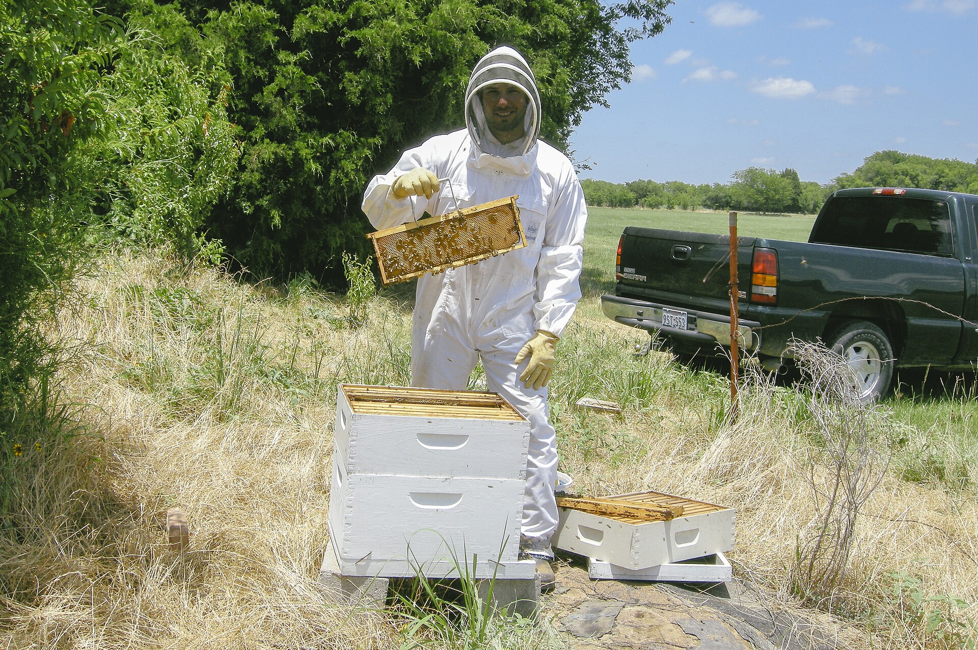Fresh honeycomb harvest